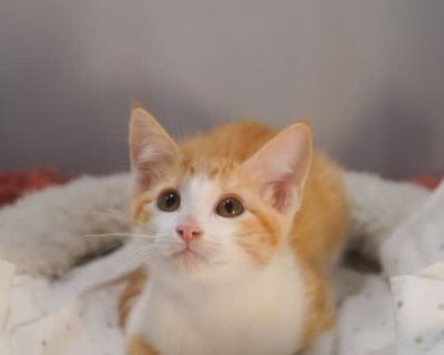Cassandra 'Cassie' - Domestic Shorthair Female Cat for Adoption