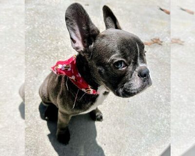 Skye - French Bulldog Female Puppy for Adoption