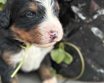 6 Male and 4 Female Bernese Mountain Dog Puppies for Sale