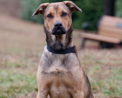 Quentin 11940 - Shepherd/Mixed Breed (Medium) - Adult Male