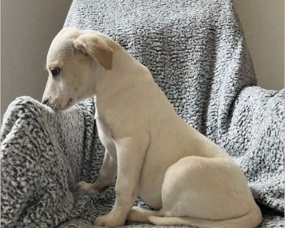 Garth - Male Puppy Lab mix for Adoption