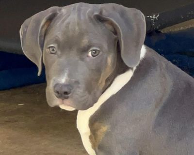 Lina SSP - Pit Bull Terrier Mix Female Puppy for Adoption