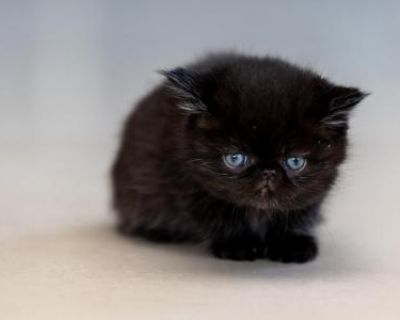 Household pet. Not registered. I have five weeks kitten shorthair . different colors. Ready to go to new house in a few weeks come and pick one. Adoption fee applies. For more information please text me. +1-786-440-0533. Food, Breed certificate