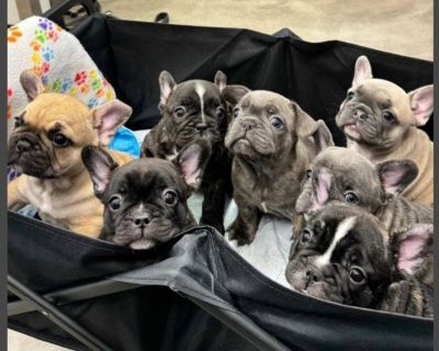 AKC French Bulldog Puppies