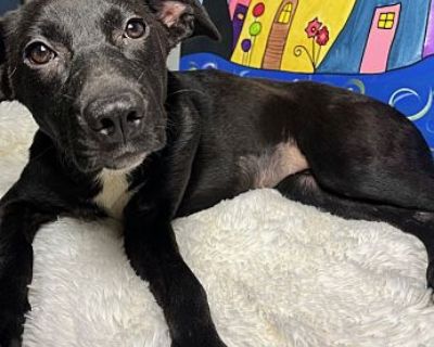 Shadow - Labrador Retriever & German Shepherd Dog Mix Female Puppy for Adoption