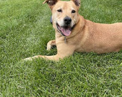 Sokka - Labrador Retriever/American Staffordshire Terrier Mix Male Dog for Adoption