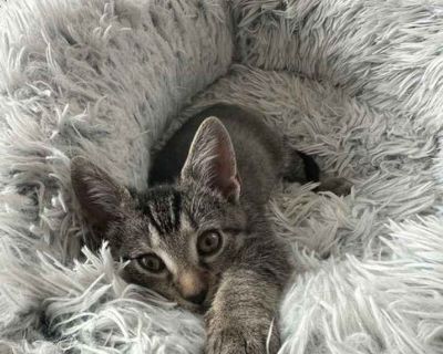 Child. Gray, blue or silver tabby. Microchipped. Edison is a very smart, social, and loving three-month-old kitten who is ready to bring so much joy to your home! Edison, also known as Thomas, Tom Tom, or Eddie, arrived at the shelter with a severe electrical burn in his mouth, which inspired his name. The incident, though its cause remains unknown, affected the left side of his mouth, includin...