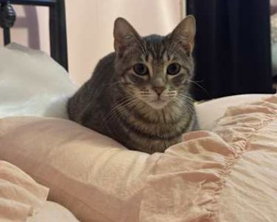 Cleo - Domestic Mediumhair Female Cat for Adoption