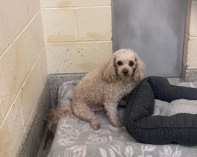 Health Vaccinations up to date, spayed / neutered.. Adult Male Small White / Cream