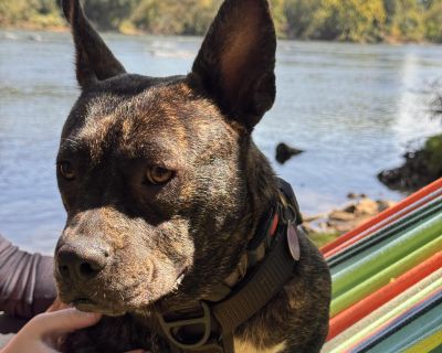 Jam - Pit Bull Terrier Mix Female Dog for Adoption