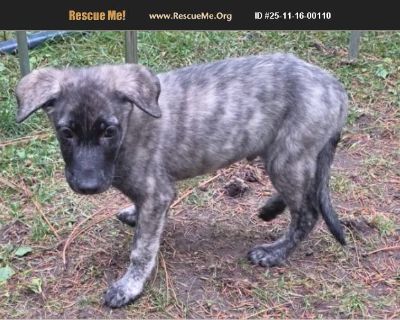 Meet Cyrus!! Cyrus came to us when his owner couldn't care for him properly. He is a super friendly, playful little guy. He is doing well with his kennel mate Sid. He is up to date on vaccinations and microchipped. Cyrus will require spaying under a Foster-to-Adopt agreement. This means that TRACS and the adopters are considered co-owners until the spay surgery is successfully completed. Adopti...