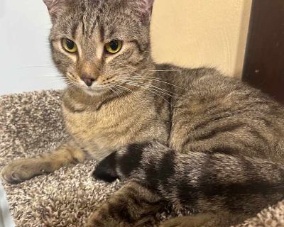 Malcolm (mal) Mcmullin - Domestic Shorthair Male Cat for Adoption
