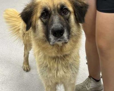 Holiday - Anatolian Shepherd/Shepherd (Unknown Type) Mix Female Dog for Adoption