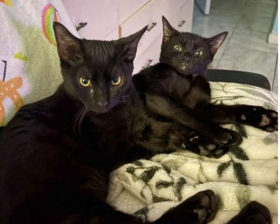 Nena - Domestic Short Hair Mix Female Cat for Adoption