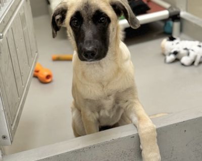 Ghostly - Shepherd Mix Male Dog for Adoption