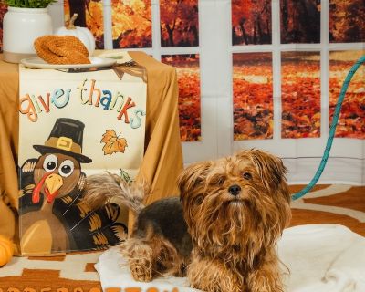 Rodney Copperbottom - Yorkshire Terrier Male Dog for Adoption