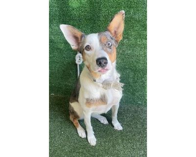 EVERLY - Australian Shepherd/Australian Cattle Dog Mix Female Dog for Adoption