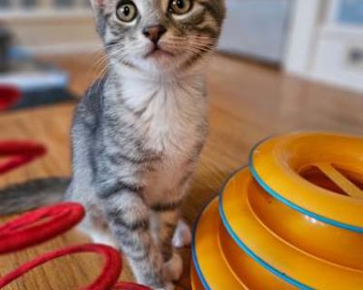 Sonnet - Domestic Shorthair Female Cat for Adoption