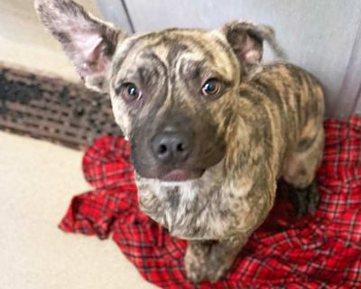 Salsa - American Pit Bull Terrier Male Dog for Adoption