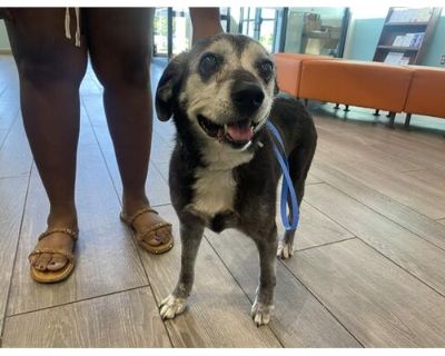 LOVELY - Labrador Retriever Female Dog for Adoption