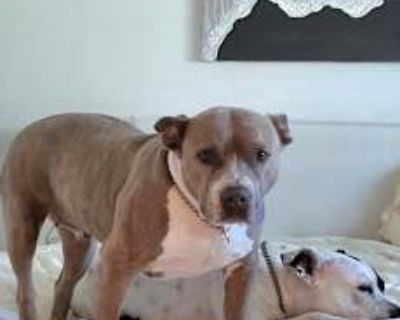 Annie - Pit Bull Terrier Female Dog for Adoption
