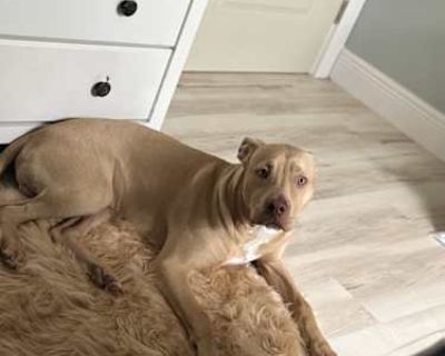 Leo - American Pit Bull Terrier/Cane Corso Mix Male Dog for Adoption