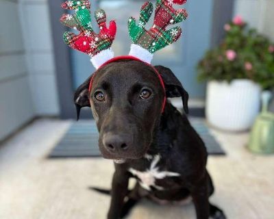 ***Please note, once completing the initial screen you will be connected with the placement for a video chat. Transports run every few weeks and we will have the dog on the next available transport once approved. If you are not able to accept a dog until a specific time period, please apply at that time*** We are a volunteer run rescue and donate our time to these dogs. IF you are not serious a...