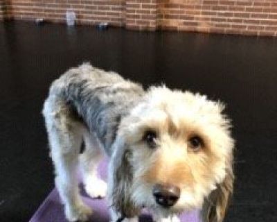 Lost Aussiedoodle