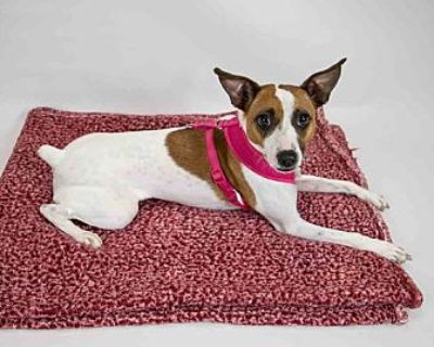 Rosey - Rat Terrier Female Dog for Adoption