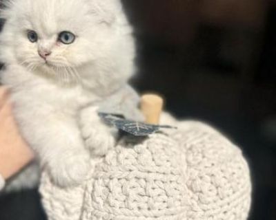 Household pet. Breeding allowed. Not registered. He will be going home with his brush and his bed! He s litter trained and dewormed. This beautiful long hair fluffy little boy is super playful! He s very cuddly and loves to be held! He is litter trained, and ready to be loved by his new family!