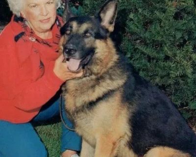 German Shepherd  Pups. OLD Fashion Type.