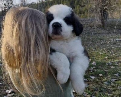 Saint Bernard puppies