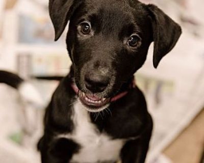 Brooklyn puppy - Border Collie/Labrador Retriever Mix Female Puppy for Adoption