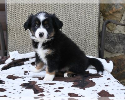 Dixon - Miniature Australian Shepherd Male Puppy for Sale