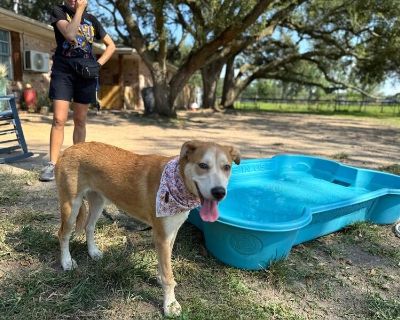 Sandy is as sweet as her name! This gentle 6-month-old pup has the dreamiest sandy-colored coat thats as soft as velvetperfect for endless snuggles on the couch. Shes a total heart-stealer with her soulful eyes, sweet personality, and calm, cuddly nature. If youre looking for a puppy whos just as beautiful on the outside as she is on the inside, Sandy is your girl. See her sweet self shine in h...