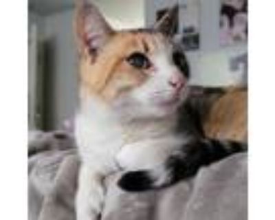 Adopt Daisy (our blind kitty) a Calico