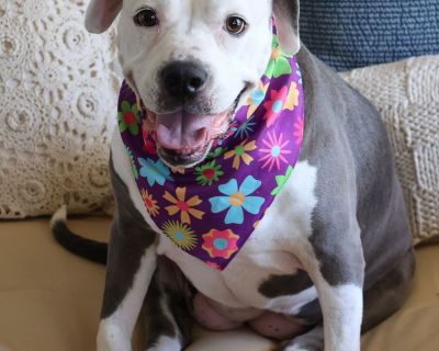 Tabitha - Pit Bull Terrier & American Bulldog Mix Female Dog for Adoption