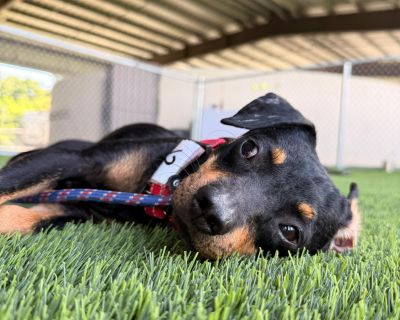 Bear - Chihuahua Mix Male Dog for Adoption
