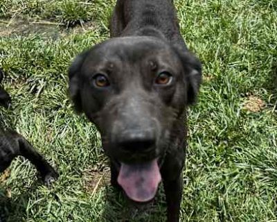 Buster - Labrador Retriever Male Dog for Adoption