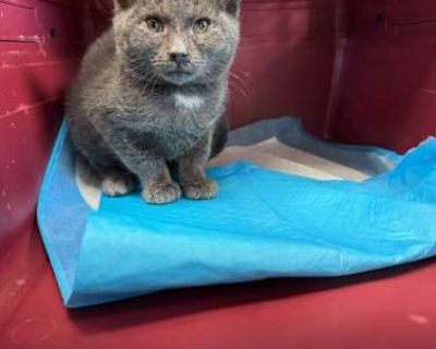 Breed Domestic Shorthair Color Gray or Blue Age 4 months old, Kitten Sex Male Pet ID 58994297 Hair Length short