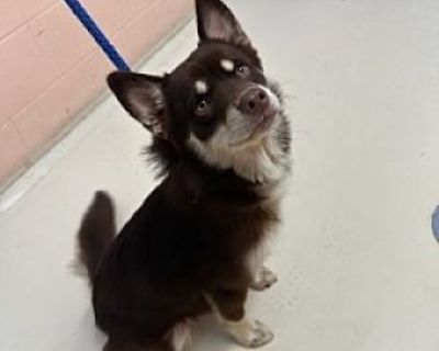 Drakko - Husky/Pomeranian Mix Male Dog for Adoption