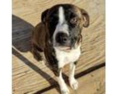 Adopt Brandy a Boxer, American Staffordshire Terrier