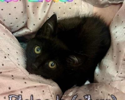 Young. Black (all). Adoption process Our adoption procedure is as follows: all potential adopters must fill out a pre-adoption questionarre for adoption approval. You must also bring in proof of owning or renting to ensure your new pet will be allowed in its new home. Please contact us for our adoption fees. Shelter location We are located within the Westminster Veterinary Group animal hospital...