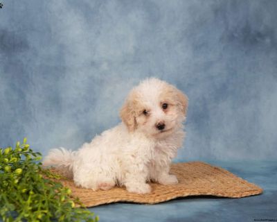 Helping qualified owners find the perfect puppy.. Gender: Male Sire: Oscar Dam: Cindy DOB: September 16th, 2025 Age: 8 Weeks Available: Available Now Microchipped Vet Checked Vaccinated Dewormed Family Raised Socialized Kid-Friendly Health Guarantee Extended Health Guarantee. Leroy & Liz Stoltzfus