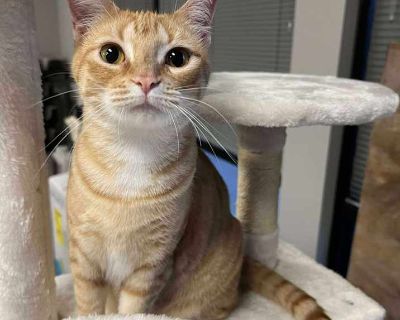 Adult. Orange or red tabby. Hair: short. Meet beautiful Bobbi. Bobbi is a sweet, laid back girl. If you re over the kitty stage, and looking for a sweet cat to add to your family, Bobbi is your gal! She takes a little bit to break out of her shell, but once she does she is the absolute sweetest girl! We re guessing she s around 2 years old with an estimated DOB 8/10/23. Fill out an application ...