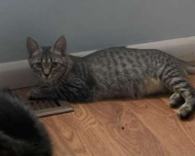 Emmi - Domestic Shorthair Female Cat for Adoption