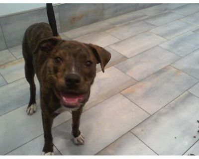 SOFIA - Labrador Retriever/Boxer Mix Female Dog for Adoption