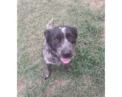 Handsome - Australian Cattle Dog Male Dog for Adoption