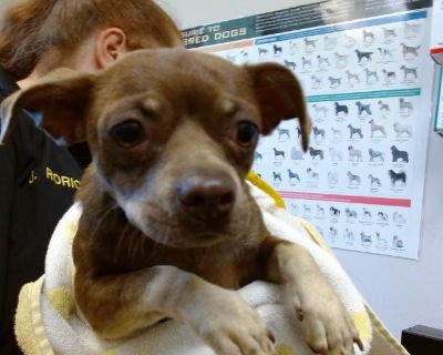 BRONTE - Chihuahua & Dachshund Mix Female Dog for Adoption