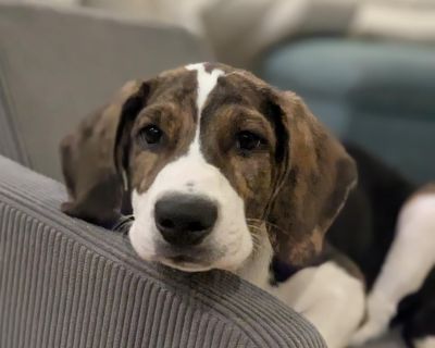 Hawkeye - Hound & Border Collie Mix Male Puppy for Adoption